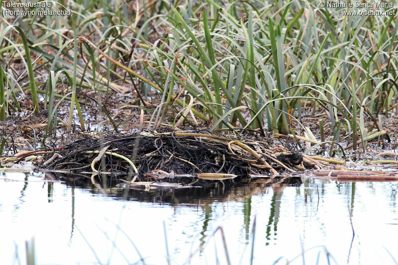 Australasian Swamphen, habitat, Reproduction-nesting