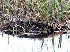 Australasian Swamphen