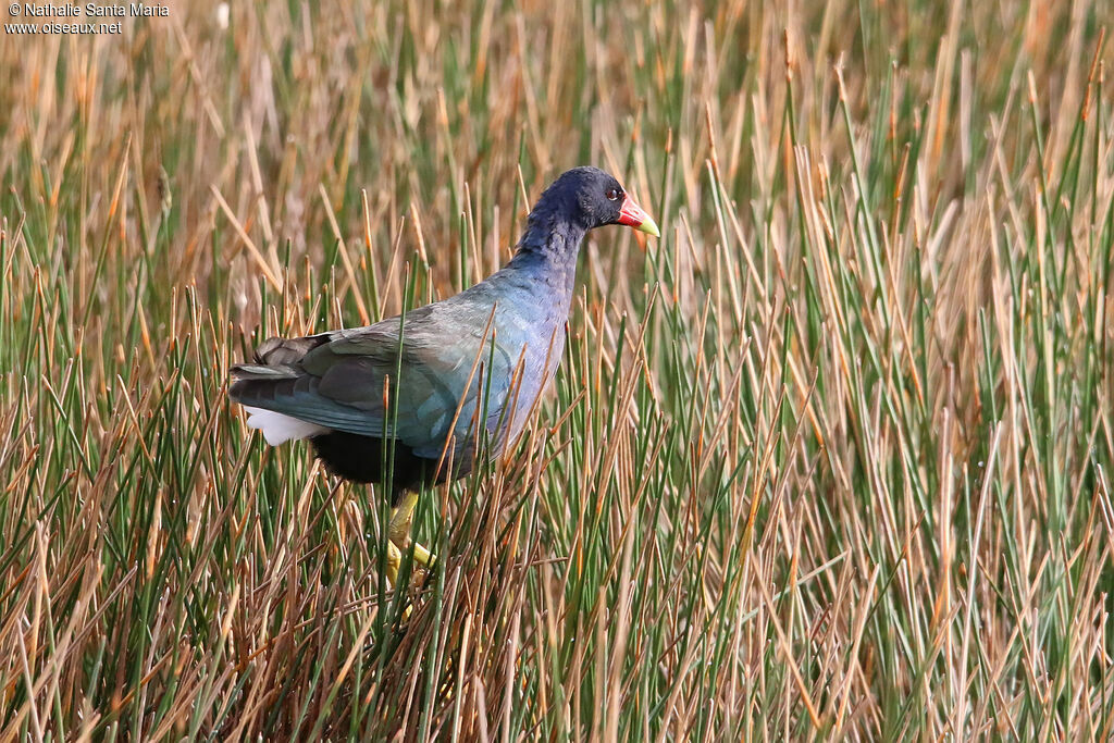 Purple Gallinuleadult, identification, fishing/hunting