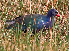 Purple Gallinule