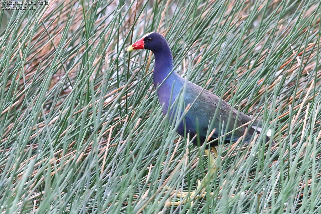 Purple Gallinuleadult, identification, fishing/hunting