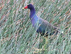 Purple Gallinule