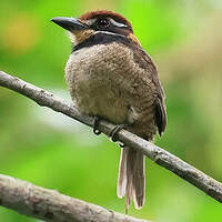 Tamatia macrodactyle