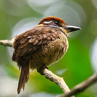 Tamatia macrodactyle