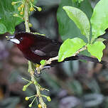 Tangara à bec d'argent