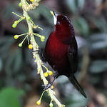 Tangara à bec d'argent