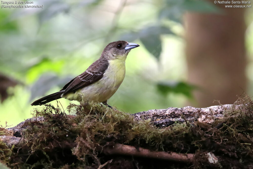 Tangara à dos citron femelle adulte, identification