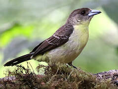 Lemon-rumped Tanager