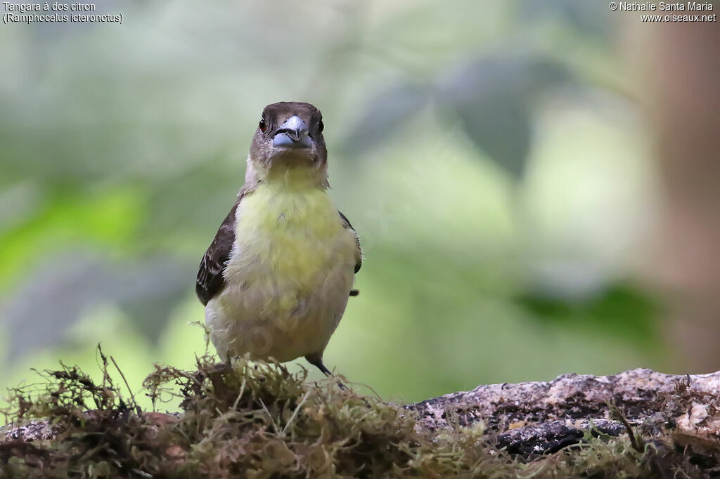 Lemon-rumped Tanager female adult, identification