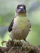 Lemon-rumped Tanager