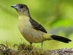 Lemon-rumped Tanager