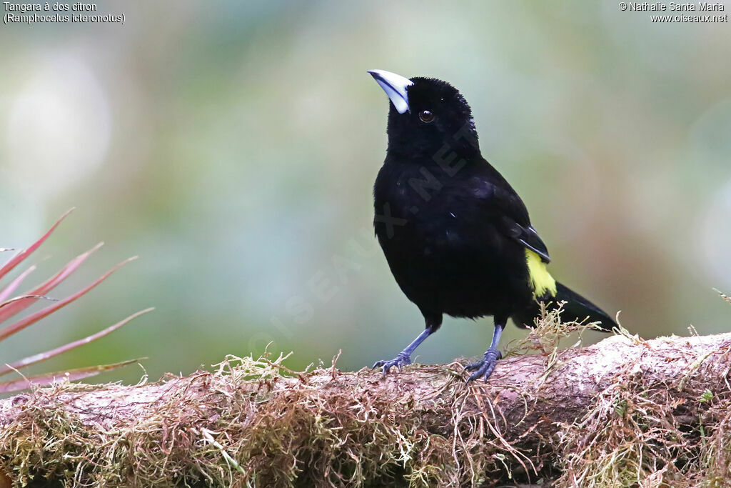 Lemon-rumped Tanager male adult, identification