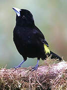 Lemon-rumped Tanager