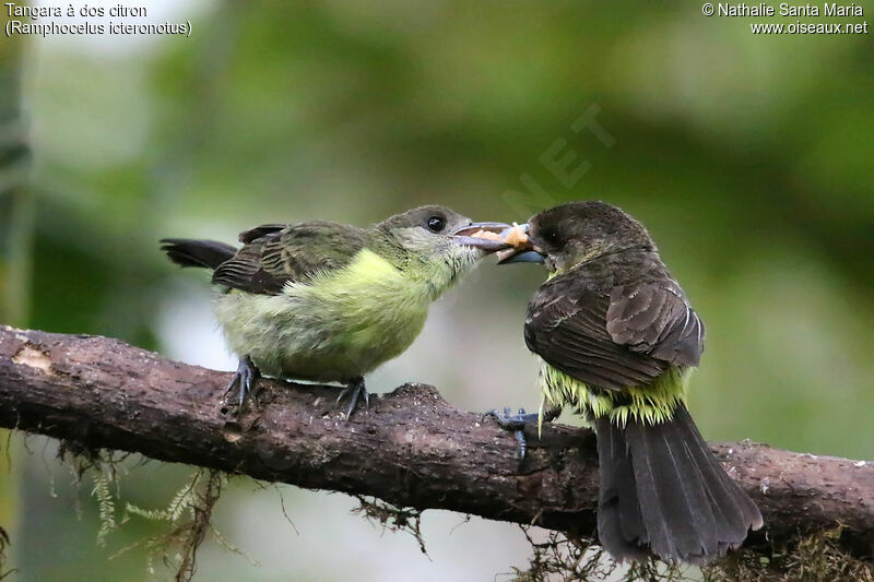 Lemon-rumped Tanager female juvenile, identification, feeding habits, eats, Reproduction-nesting
