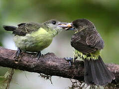 Lemon-rumped Tanager