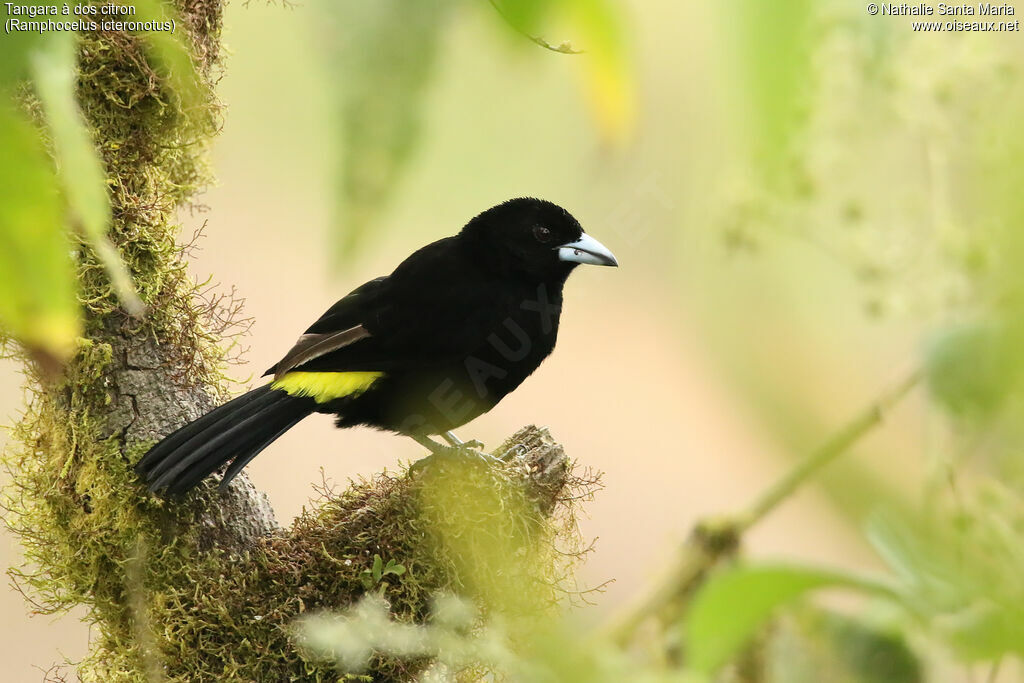 Lemon-rumped Tanager male adult breeding, identification