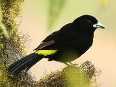 Lemon-rumped Tanager