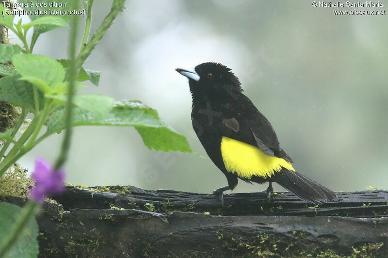 Lemon-rumped Tanager male adult, identification