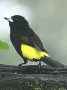 Lemon-rumped Tanager