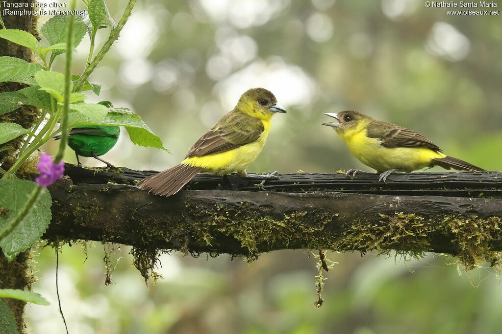 Tangara à dos citron femelle adulte, identification