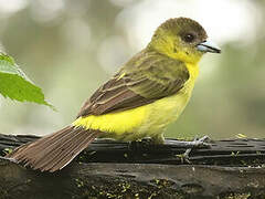 Lemon-rumped Tanager