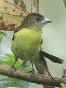 Lemon-rumped Tanager