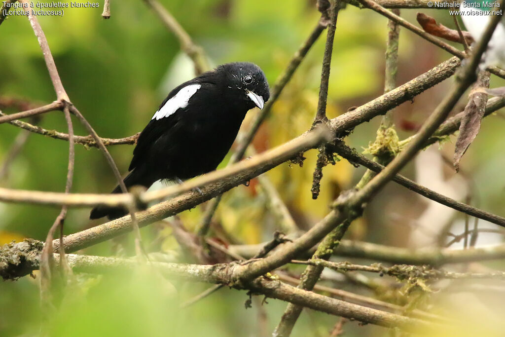 White-shouldered Tanager male adult, identification