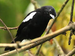 White-shouldered Tanager