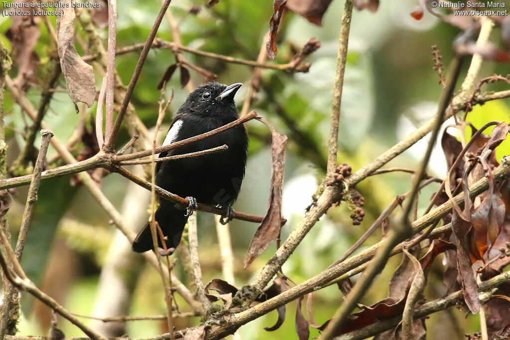 White-shouldered Tanager male adult, identification