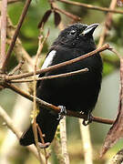 White-shouldered Tanager