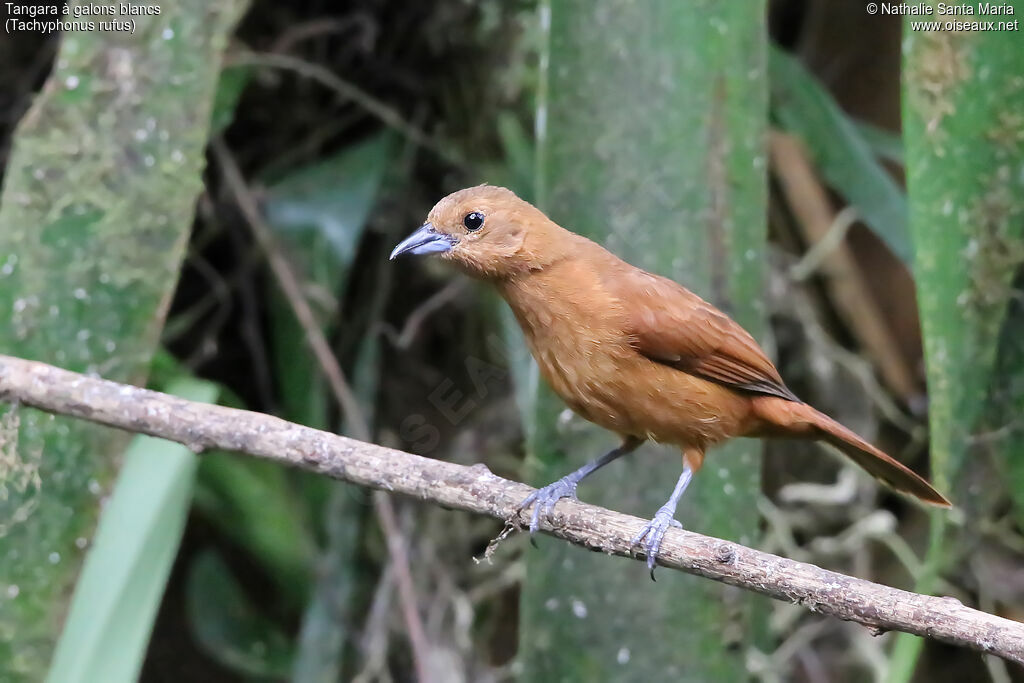 White-lined Tanager female adult, identification