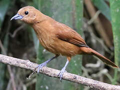 White-lined Tanager