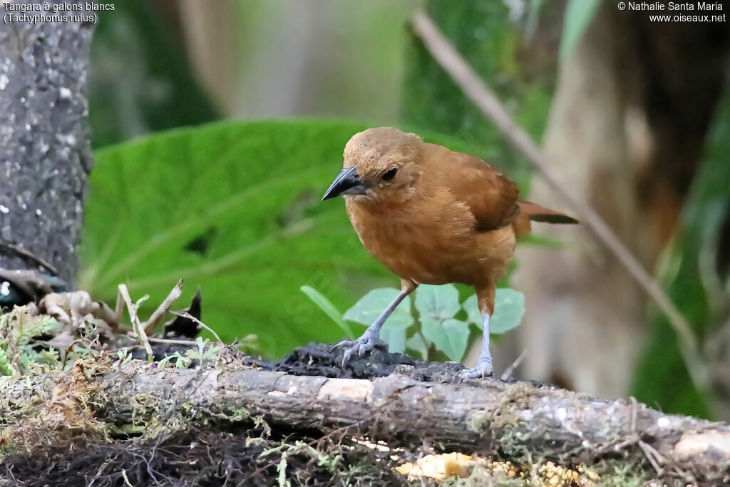 White-lined Tanager female adult, identification