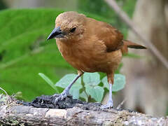 White-lined Tanager