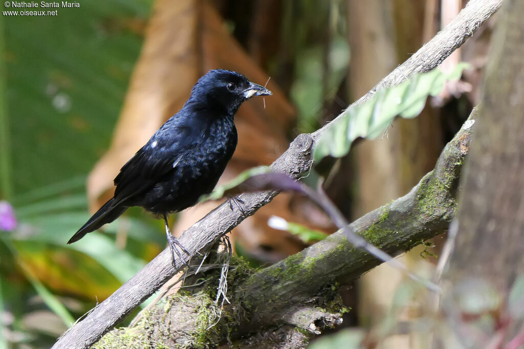 White-lined Tanager male adult, identification, feeding habits