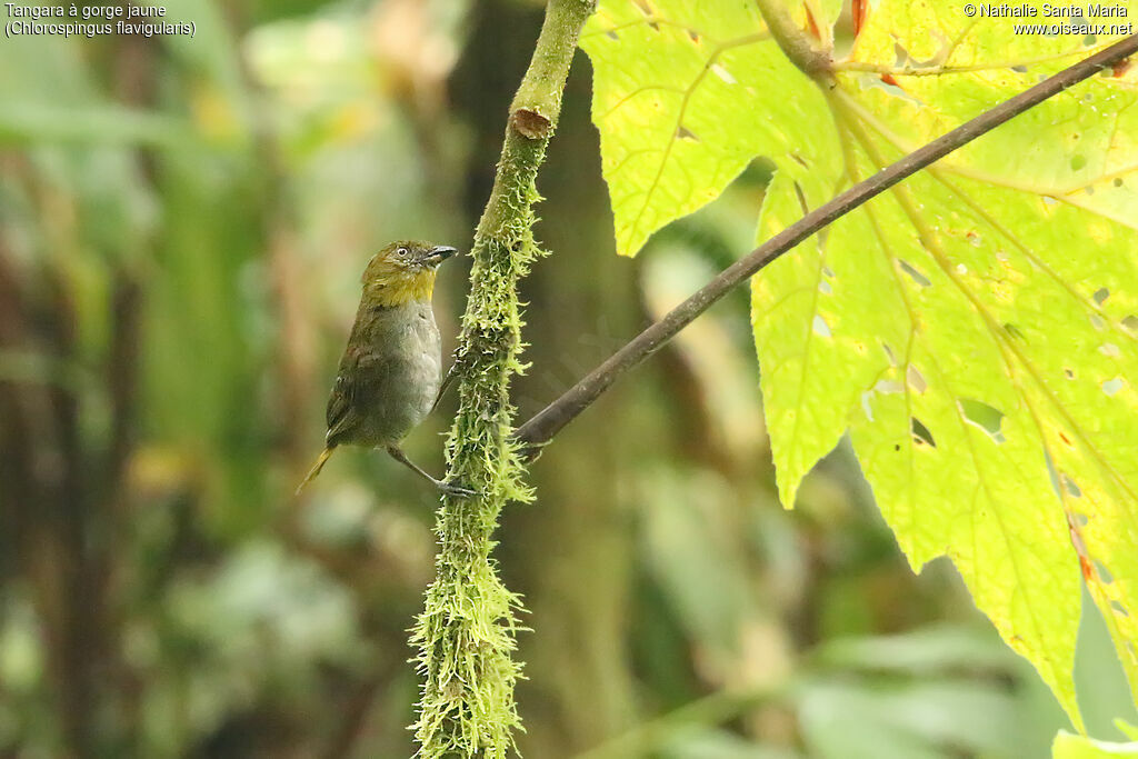 Tangara à gorge jauneadulte, identification