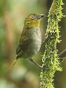 Yellow-throated Chlorospingus