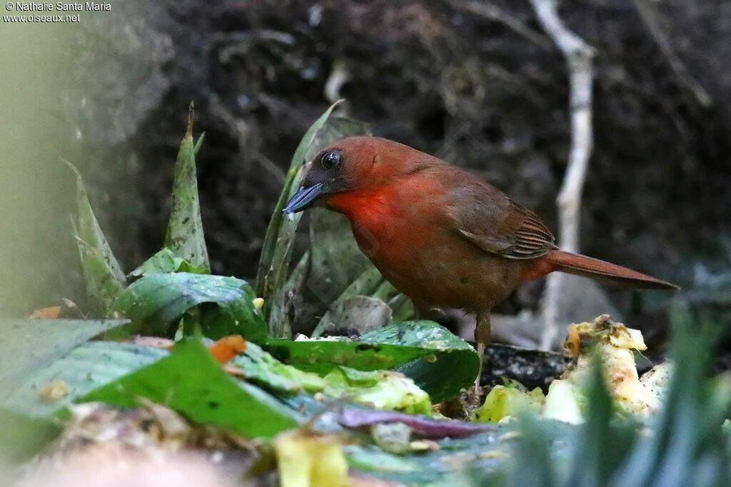 Red-throated Ant Tanager male adult, identification, feeding habits, eats