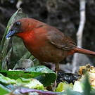 Tangara à gorge rouge