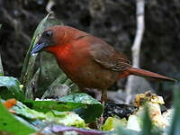 Tangara à gorge rouge