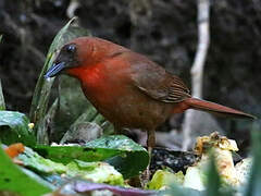 Red-throated Ant Tanager