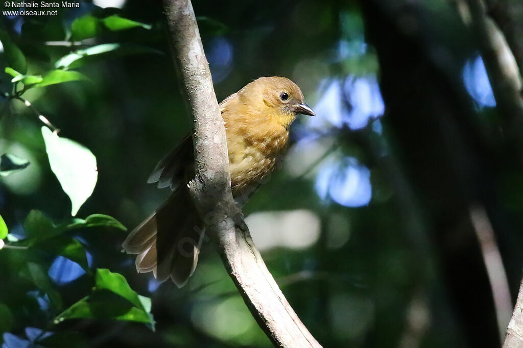 Tangara à gorge rouge femelle adulte, identification