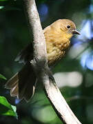 Red-throated Ant Tanager