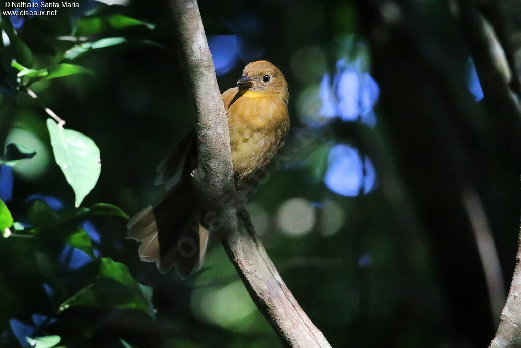 Tangara à gorge rouge femelle adulte, identification