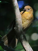 Red-throated Ant Tanager