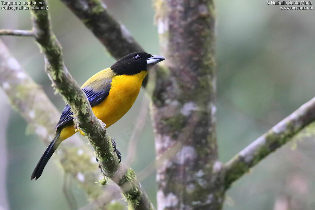 Black-chinned Mountain Tanageradult, identification