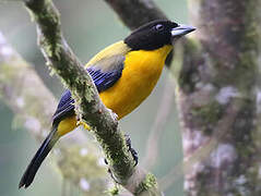 Black-chinned Mountain Tanager