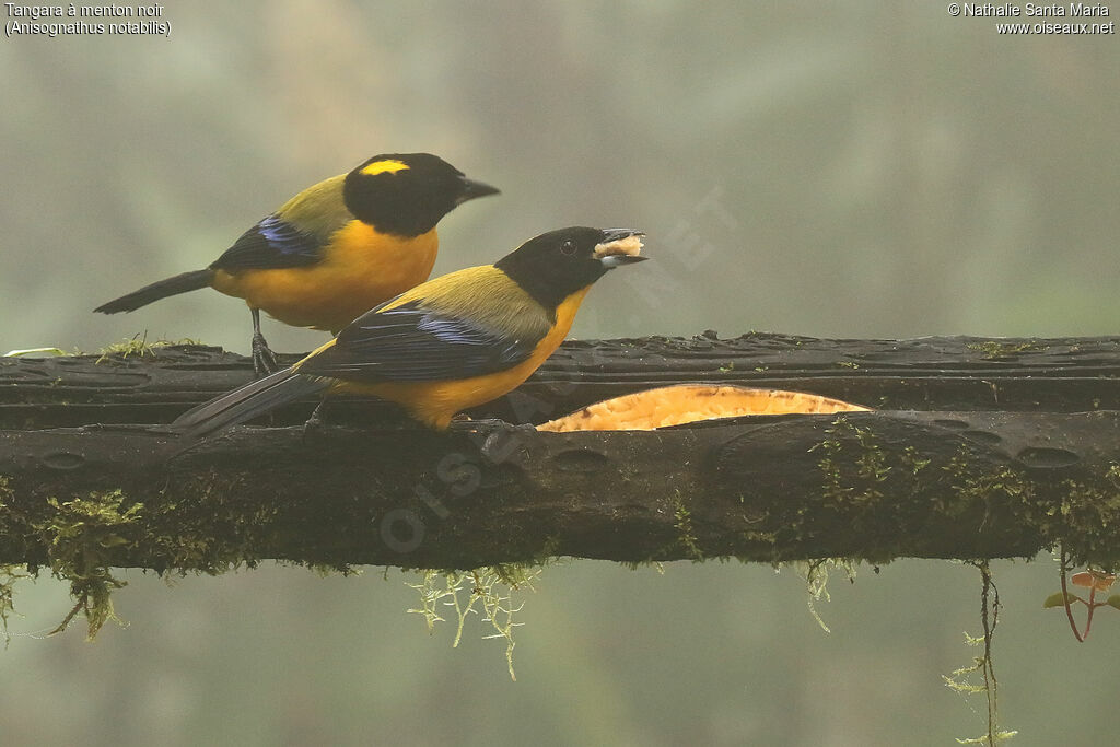 Black-chinned Mountain Tanageradult, identification, feeding habits, eats