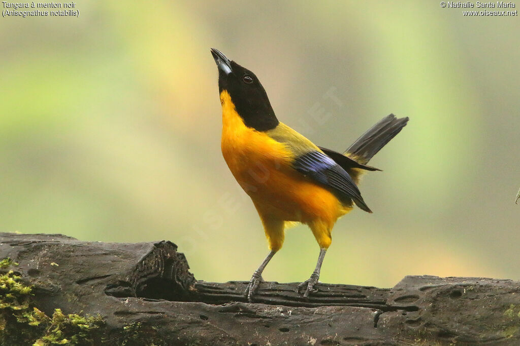 Black-chinned Mountain Tanageradult, identification, courting display