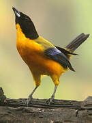 Black-chinned Mountain Tanager